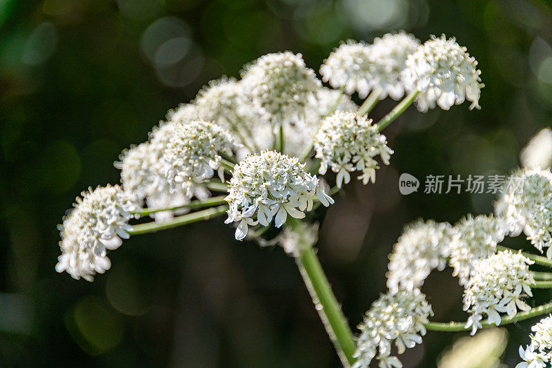 猪草/牛欧芹细节